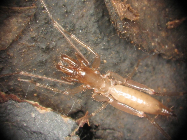 Draculoides sp. (male) from Barrow Island, Western Australia.